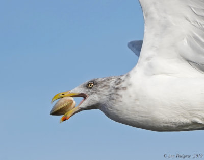 Herring Gull