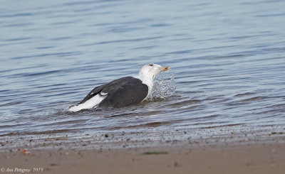 Great Black-backed Gull Bathing