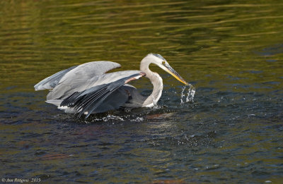 Great Blue Heron