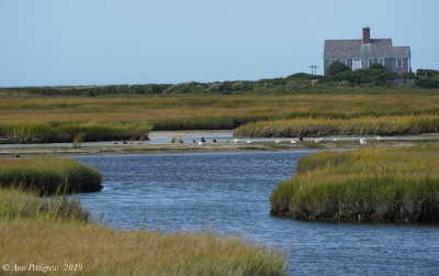 Marsh Habitat