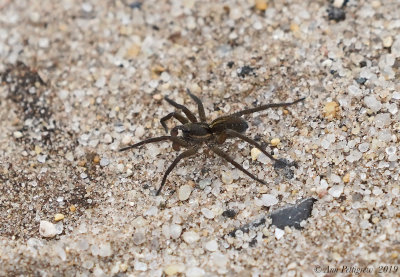 Wolf Spider