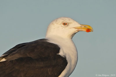 Great Black-backed Gull