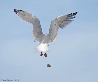 Herring Gull Dropping a Clam