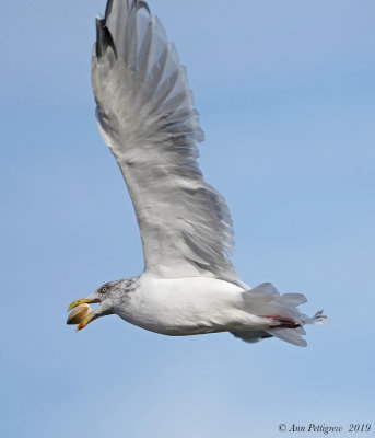 Herring Gull with Clam