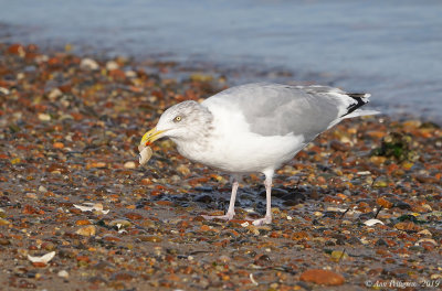 Herring Gull with Clam