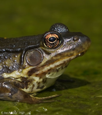 Green Frog - Female