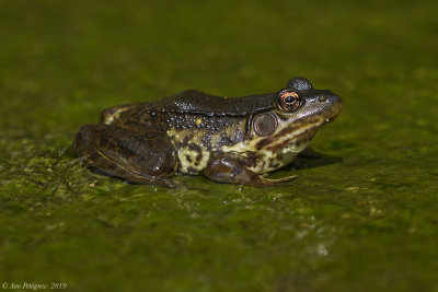 Green Frog - Female