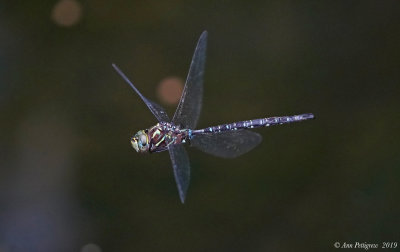 Shadow Darner