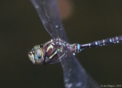 Shadow Darner
