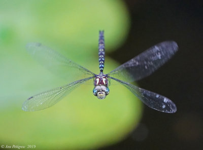 Shadow Darner