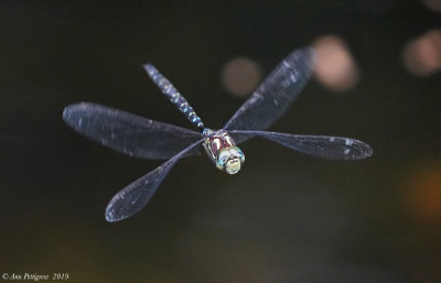 Shadow Darner