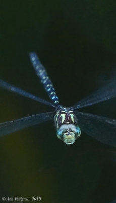 Shadow Darner