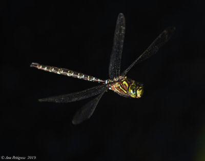 Shadow Darner
