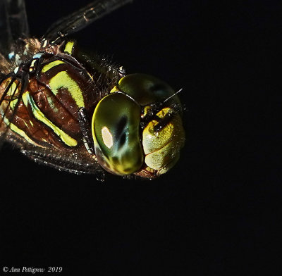 Shadow Darner