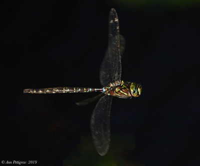 Shadow Darner