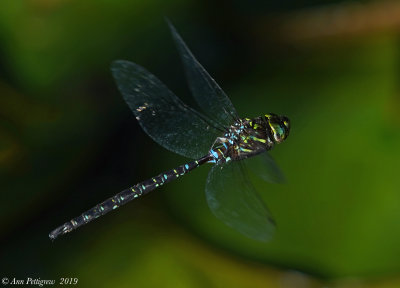 Shadow Darner