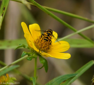 Transverse Flower Fly