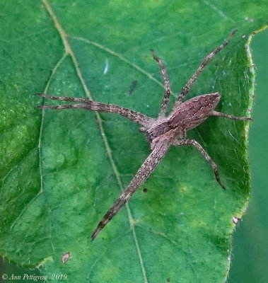 Nursery Web Spider