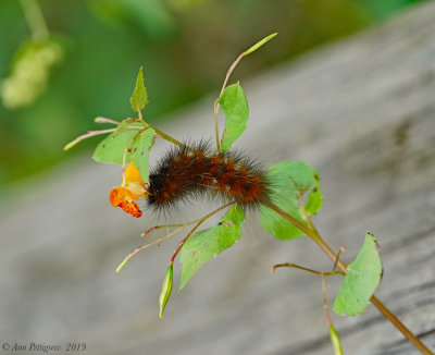 Yellow Bear (Virginian Tiger Moth)