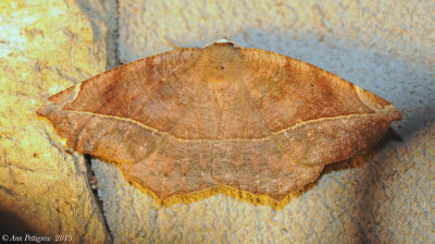 Curved-toothed Geometer 