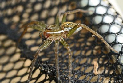 Six-spotted Fishing Spider