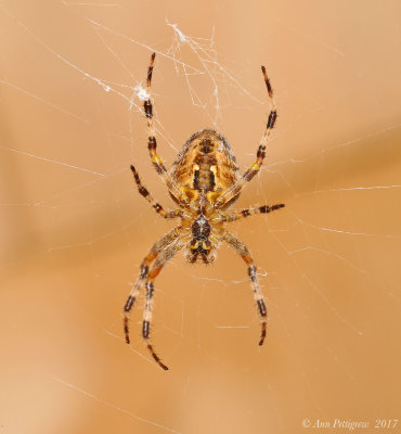 Arborial Orbweaver