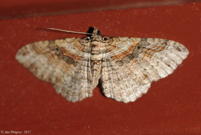 Bentline Carpet Moth