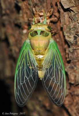 Dog-Day Cicada