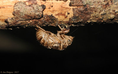 Dog-Day Cicada Nymph