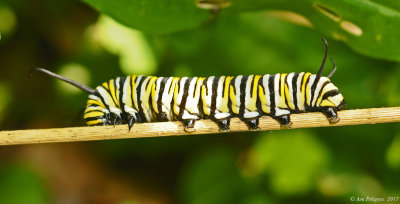 Monarch Caterpillar