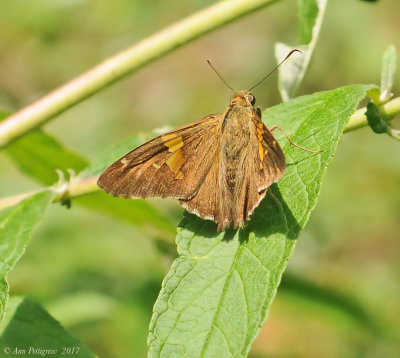 Diver-Spotted Skipper