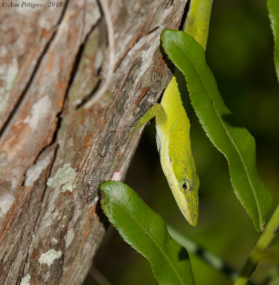 Green Anole