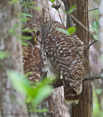 Barred Owls 