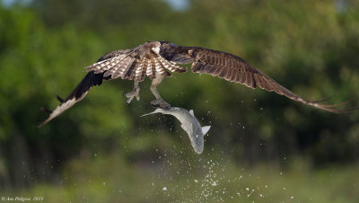 Osprey with Fish