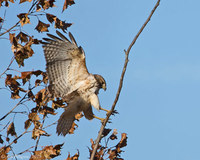 Red-tailed x Red-shouldered Hawk