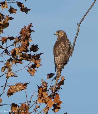 Red-tailed Hawk x Red-shouldered Hawk