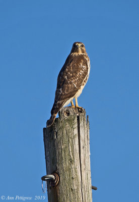 Red-tailed Hawk x Red-shouldered Hawk