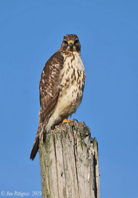 Red-tailed Hawk x Red-shouldered Hawk