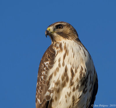 Red-tailed Hawk x Red-shouldered Hawk
