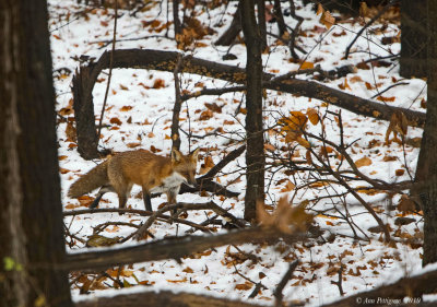 Red Fox