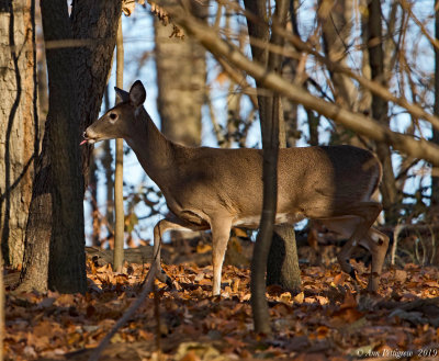 White-tailed Deer