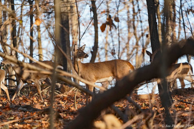 White-tailed Deer