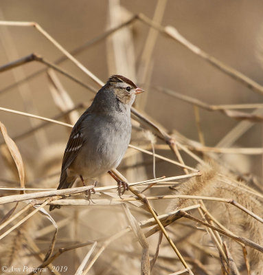 White-crowned Sparrow (Immature)