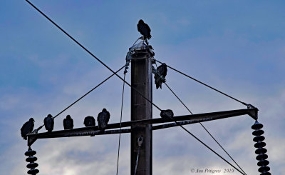 Vulture Roost