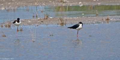 Black-necked Stilts