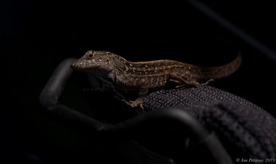 Brown Anole