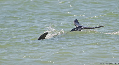 Common Bottlenose Dolphin