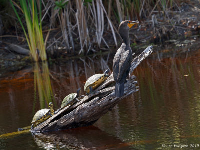 Double-crested Cormorant with Turtles