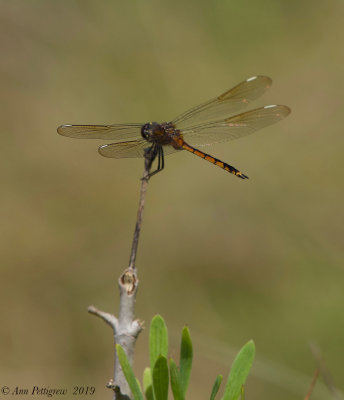 Four-spotted Pennant - Female
