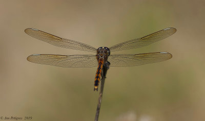 Four-spotted Pennant - Female